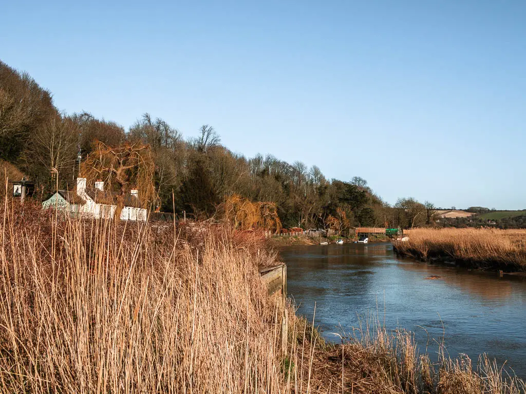 The River Arun, lined with hay to the left and a white coloured house just visible through the hay.