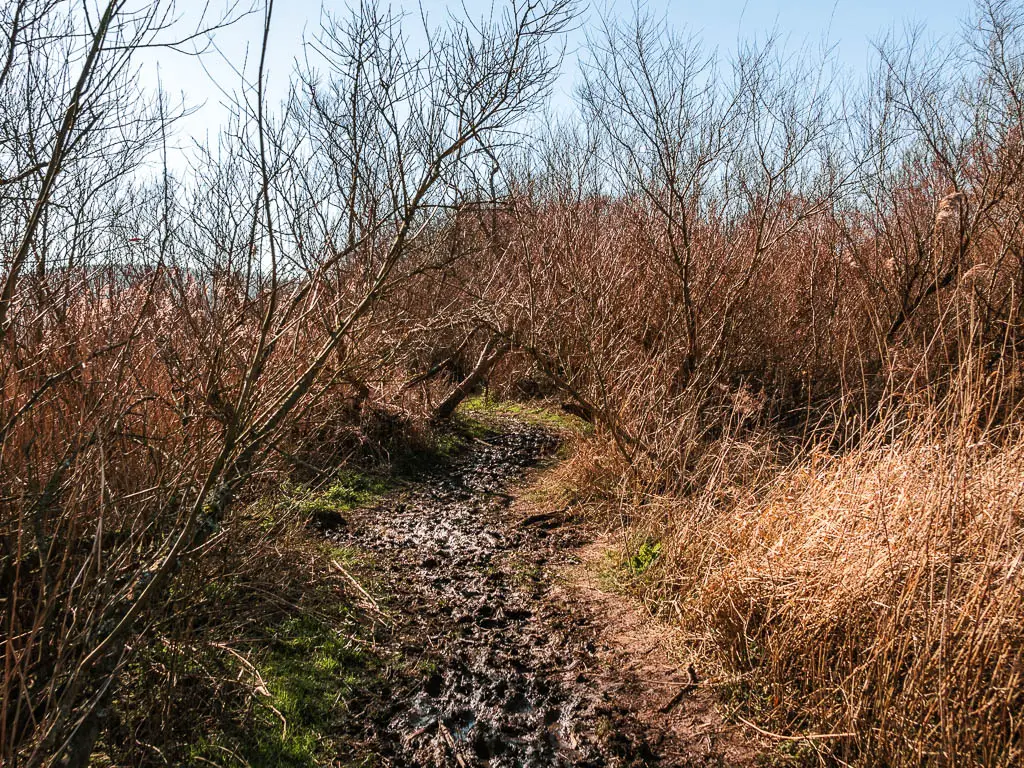 A muddy trail surrounded by leafless branches and bushes. 