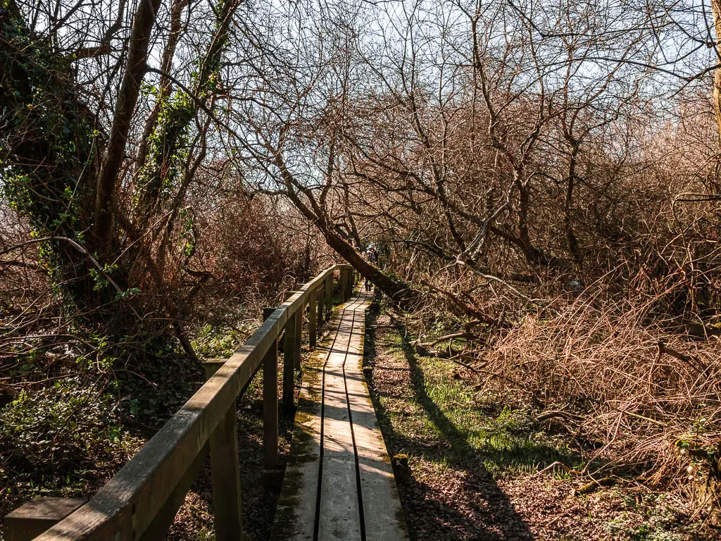 A wooden plank walkway through the woodland with leafless trees.