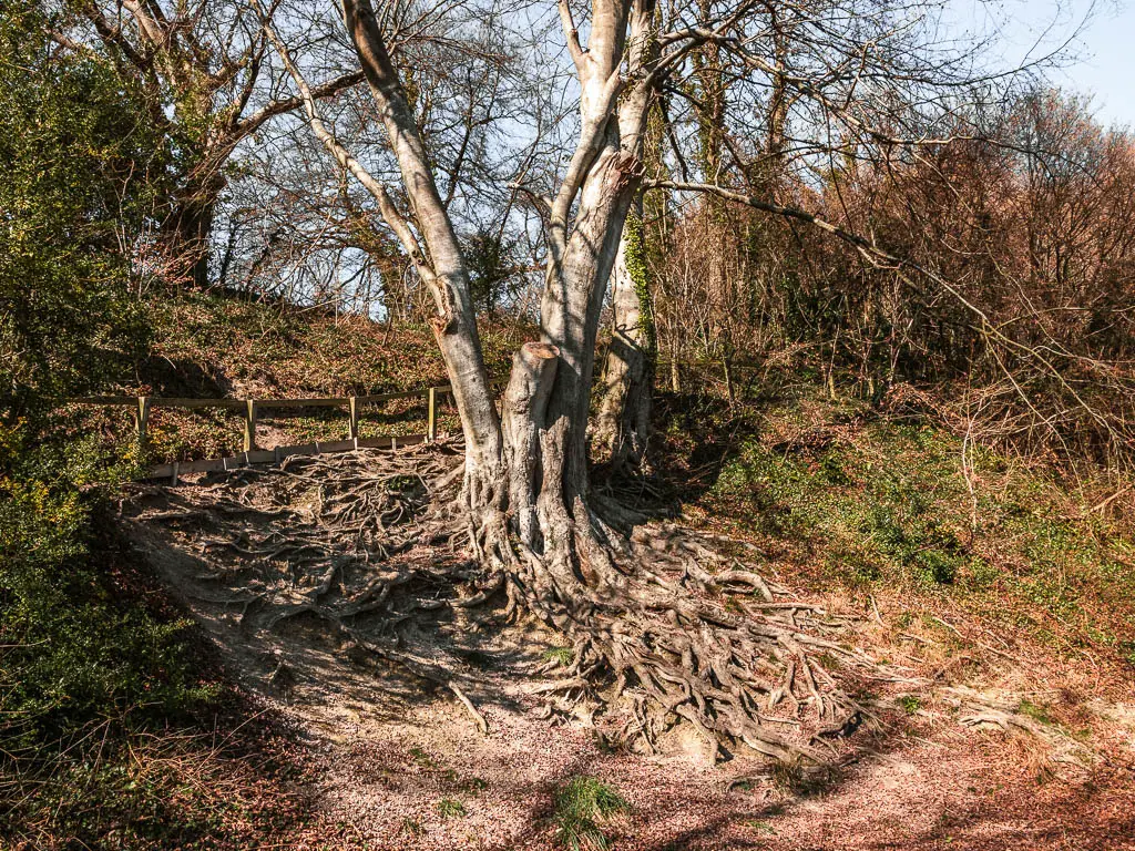 A large tree with lots of tree roots.