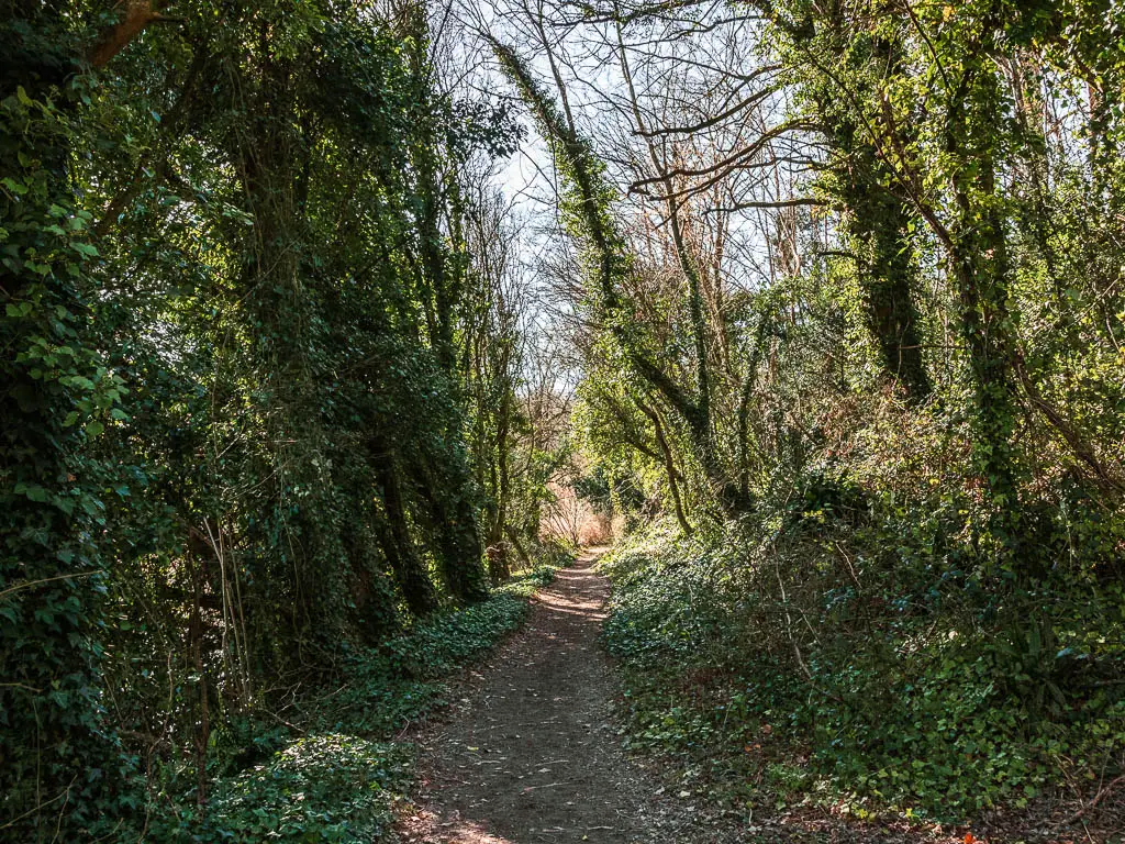 A dirt trail through the green leafy bushes and trees.