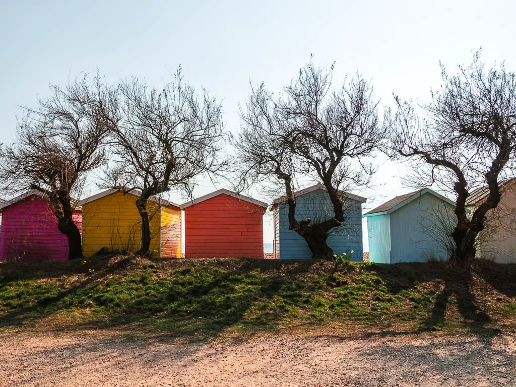 Colourful beach huts behind a few straggly trees on the coast path walk from Littlehampton to Worthing. 