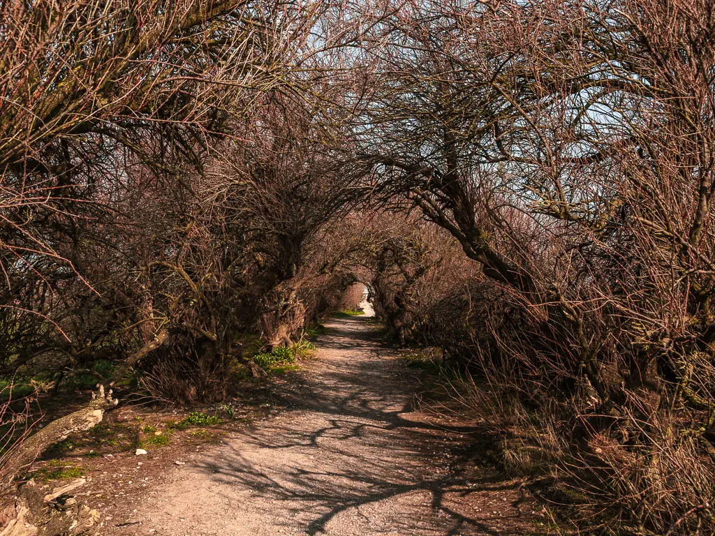 A path leading through a tree and bush tunnel. 