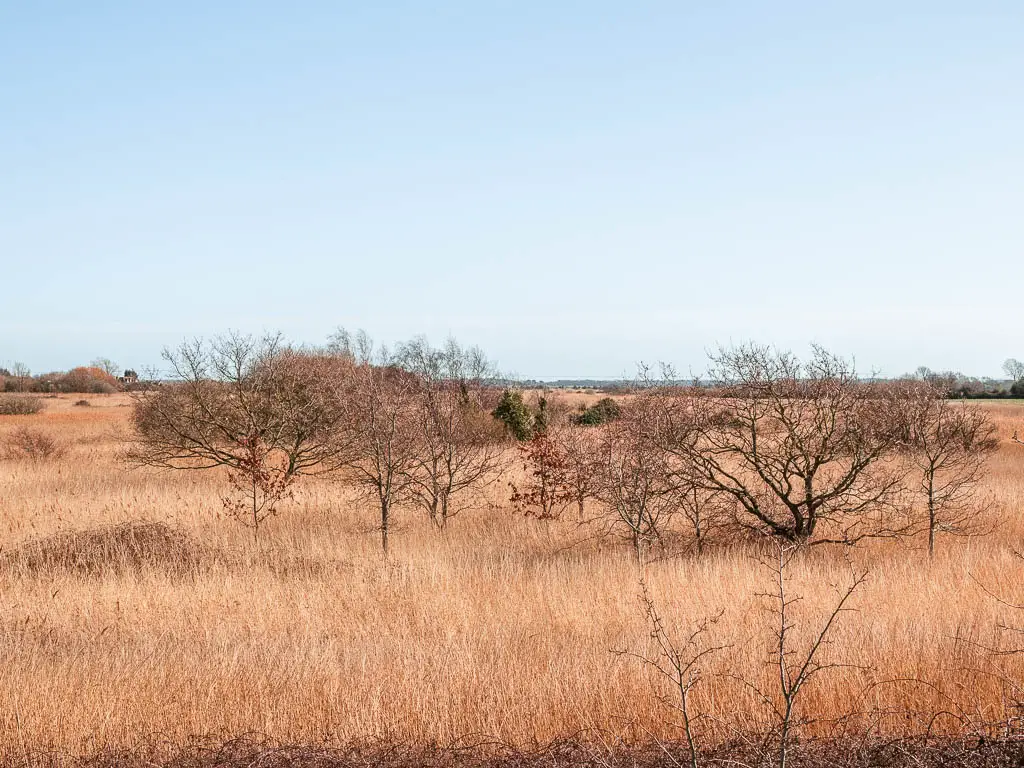 Looking across the Nature reserve with long hay and a few trees poking out on the Thorney Island walk.