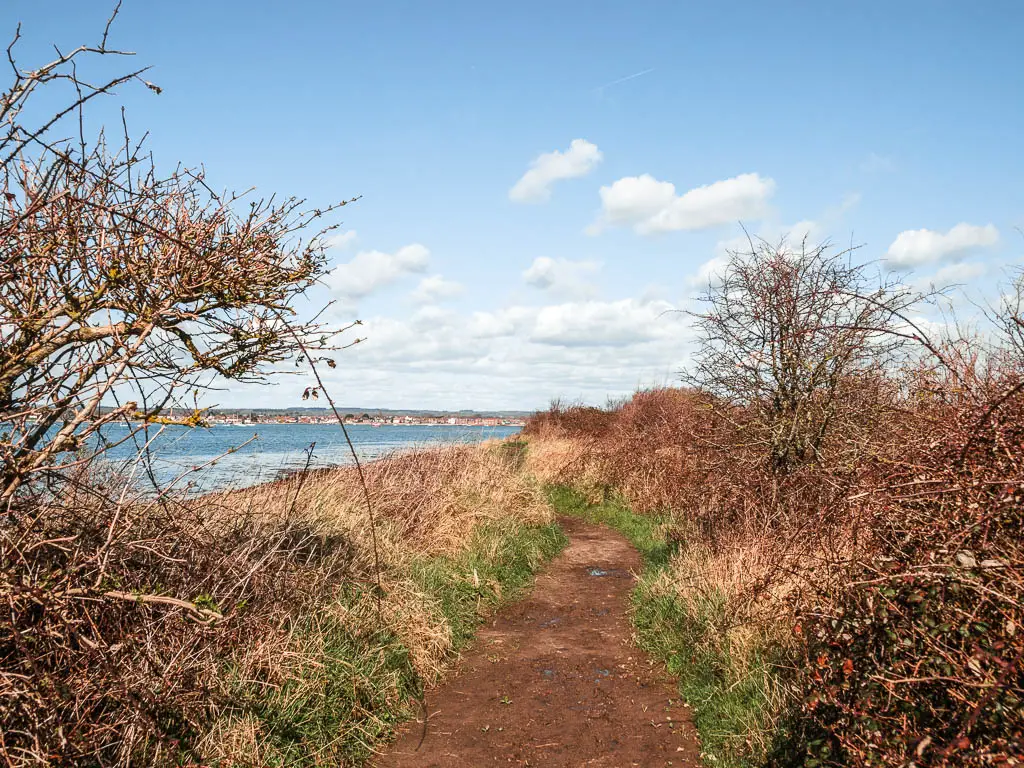 A dirt path with overgrown grass and bushes on either side and the sea to the left.