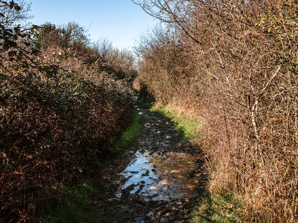 A mud path with a big puddles and tall bushes on either side. 