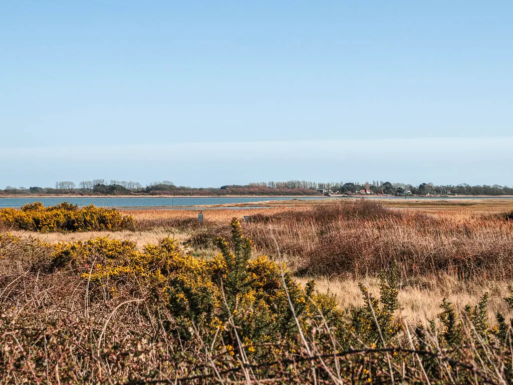 Looking across the vegetation to the sea in the distance on the walk round Thorney Island.