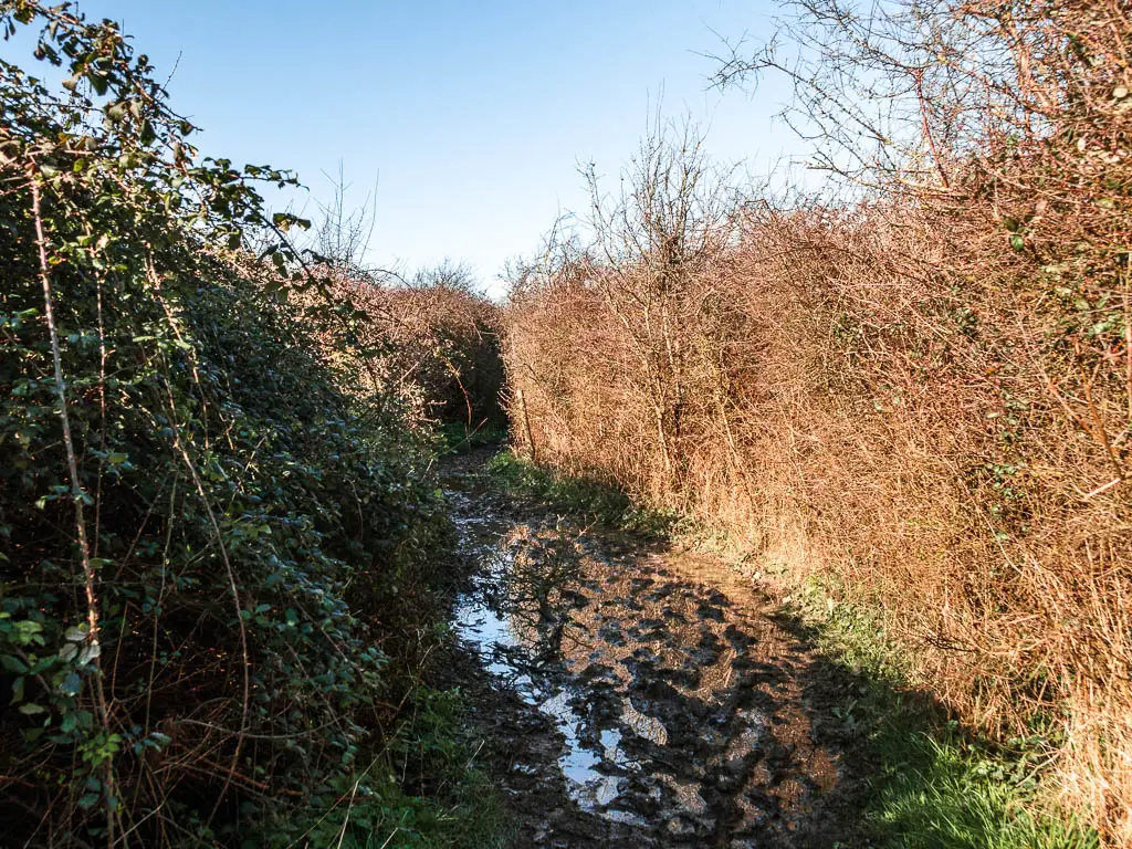 A very muddle path with a big puddle and tall bushes on both sides.