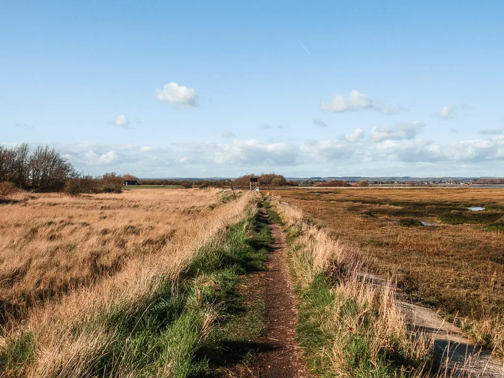 A narrow dirt path lined with overgrown grass and marshland to the right.