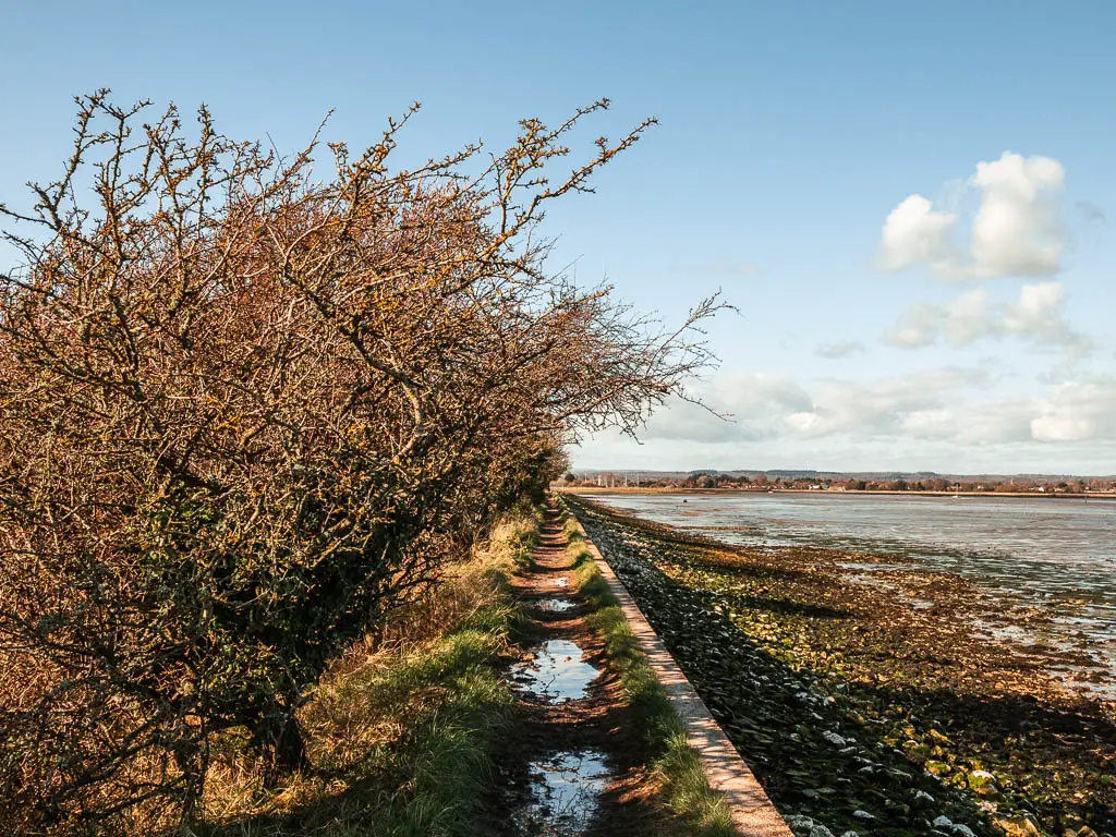 A narrow dirt path with a few puddles, with the sea wall to the right and trees to the left.