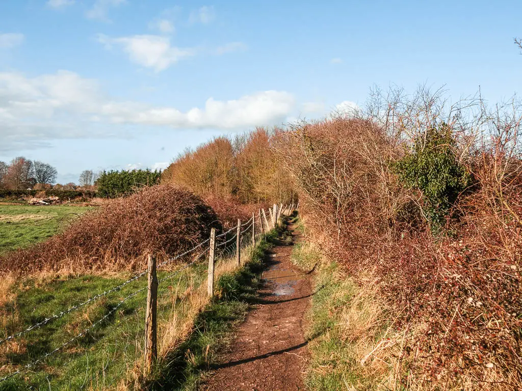 A dirt trail with a barbed wire fence to the left leading into a grass field, and bushes to the right.