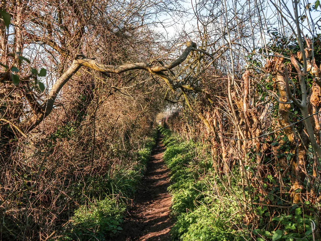 A narrow dirt trail leading through the tree and bush tunnel at the end of the walk around Thorney Island.