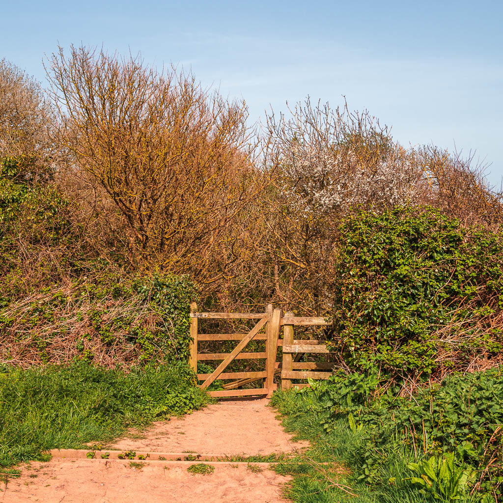 A wooden gate nestled between the bushes.