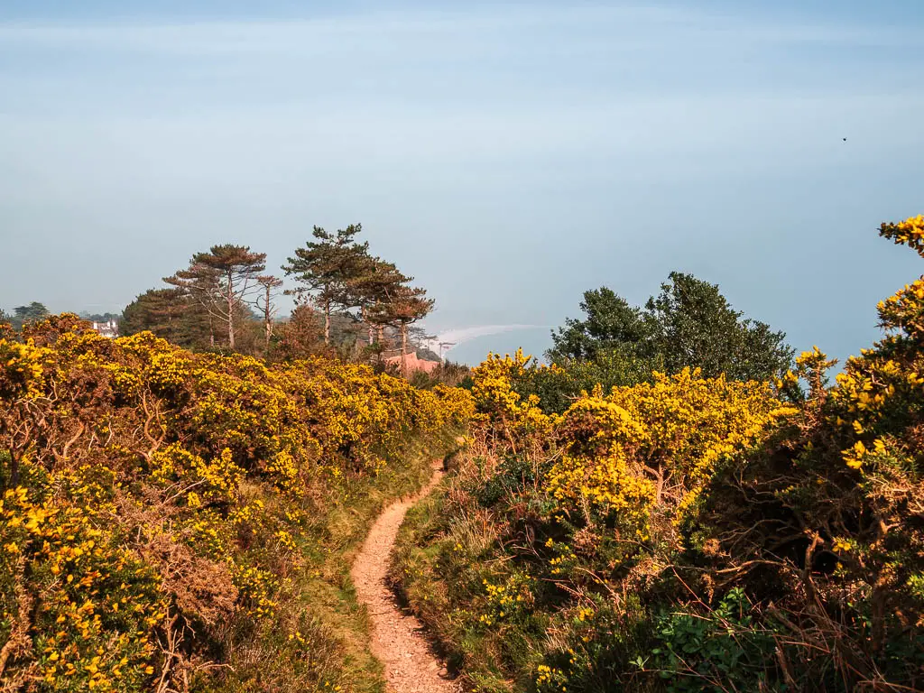 A narrow trail snaking through the gorse and Budleigh Salterton Beach faintly visible in the distance, on the coastal walk from Exmouth.