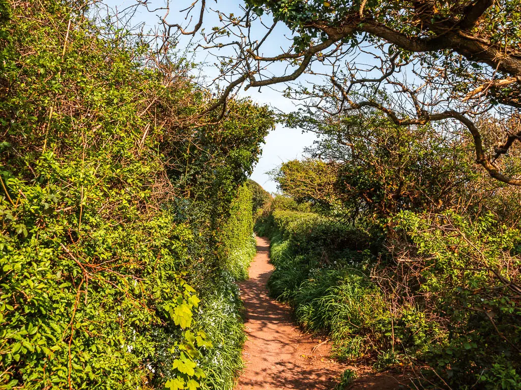 A trail with a tall green hedge on the left and bushes on the right.