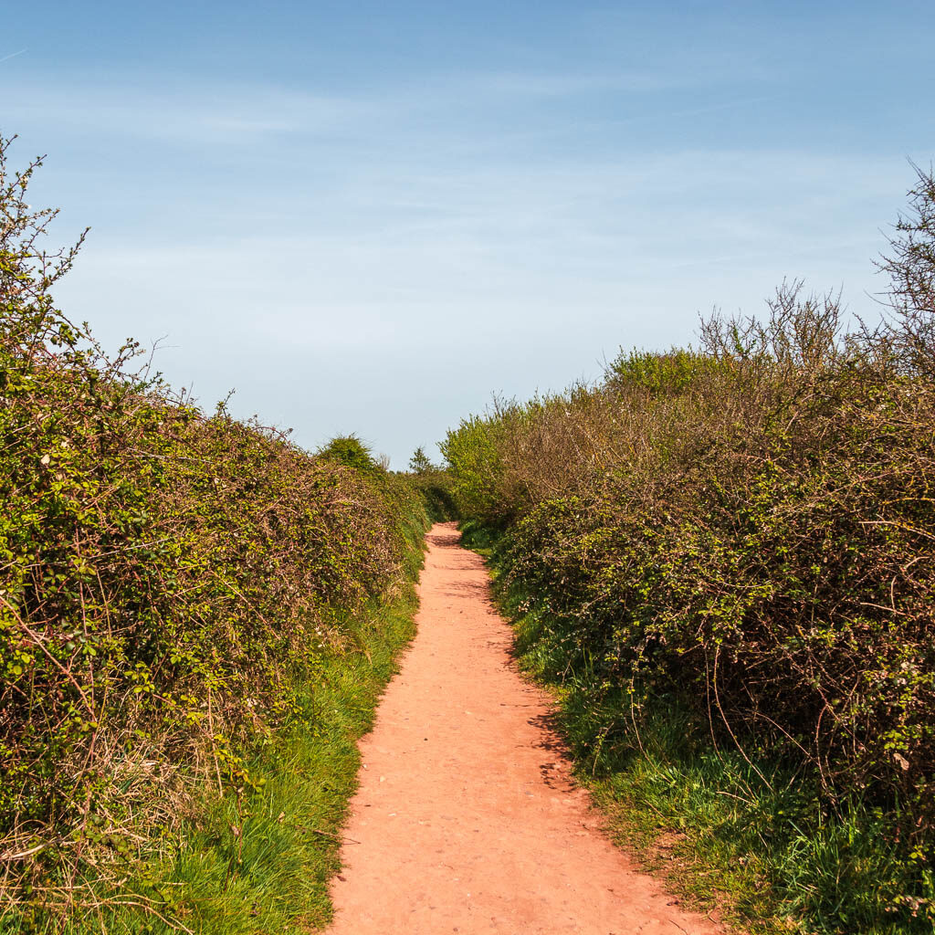 A long straight trail lined with bushes.