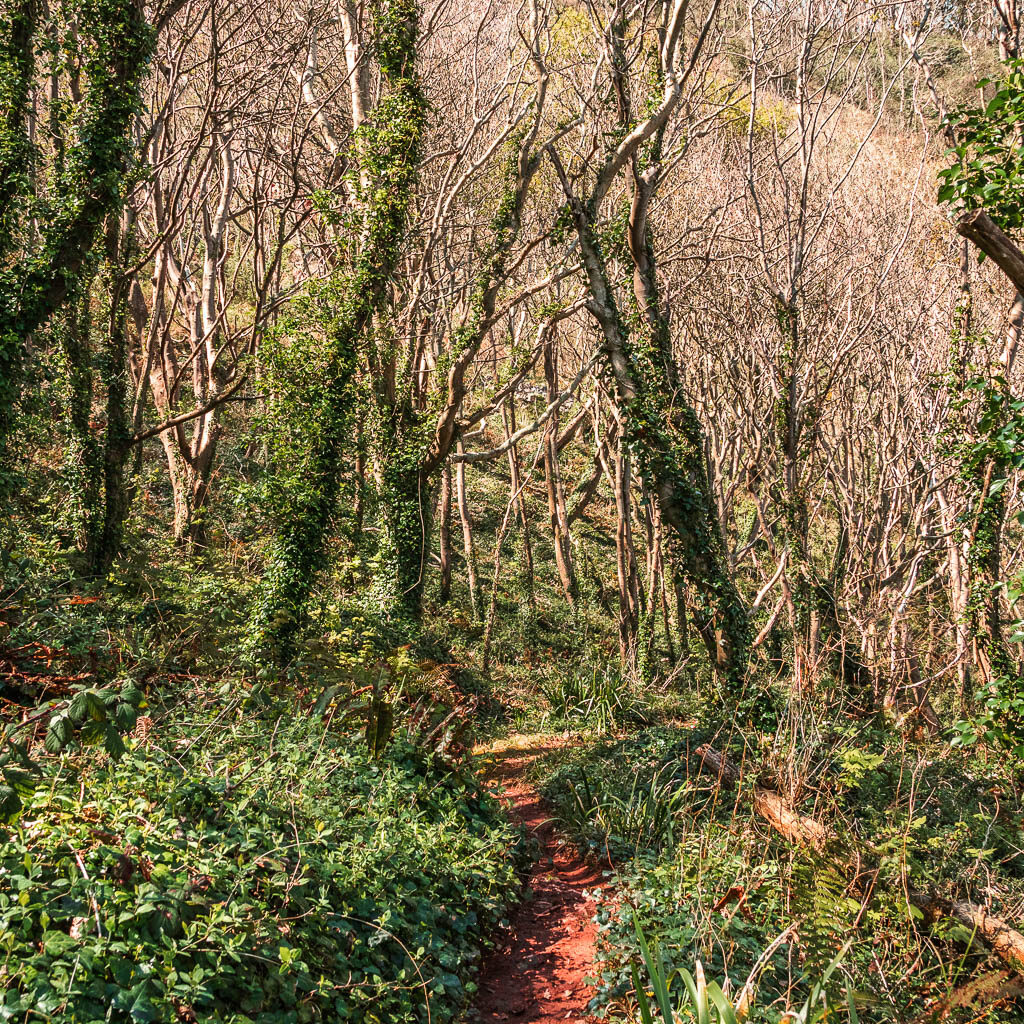 A narrow dirt trail surrounded by trees and greenery.