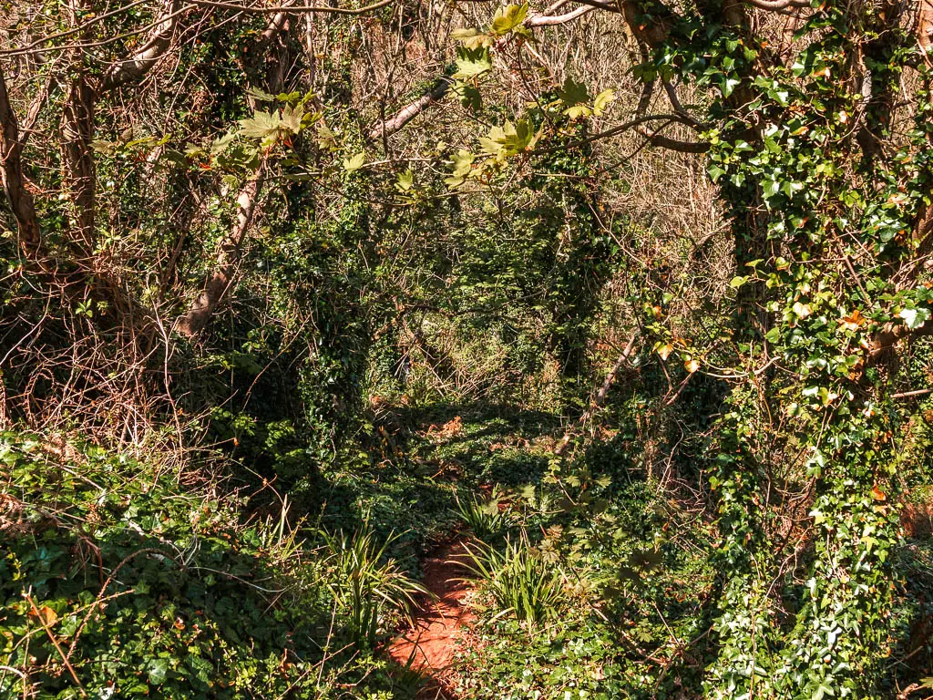 A barely visible dirt trial through the overgrown grass, bushes and trees.