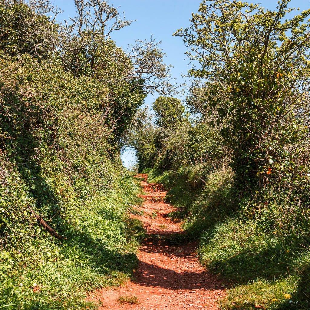 A red dirt trail surround by tall bushes and grass.