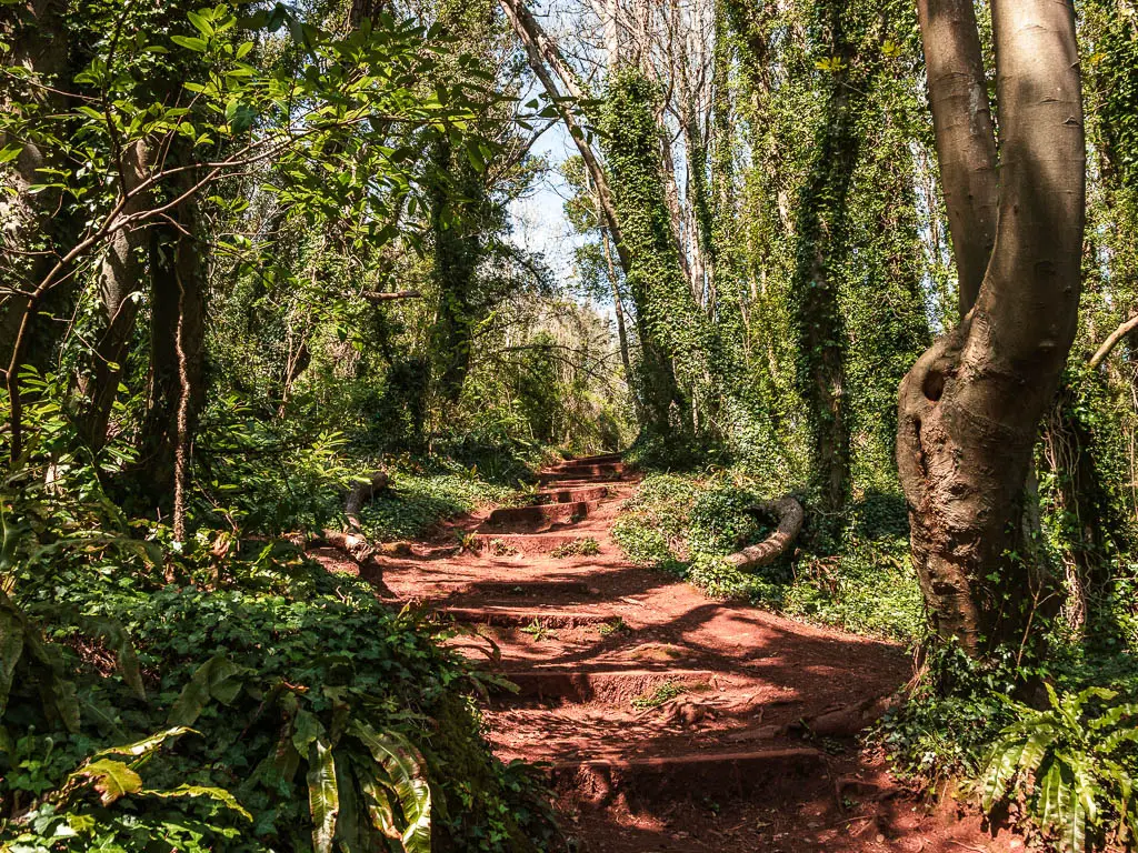 Wide steps leading uphill, surrounded by trees and green.