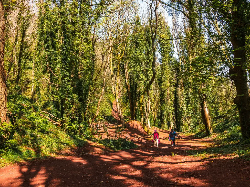 A wide open walking area in the middle of the woodland. There are tow people walking ahead. 