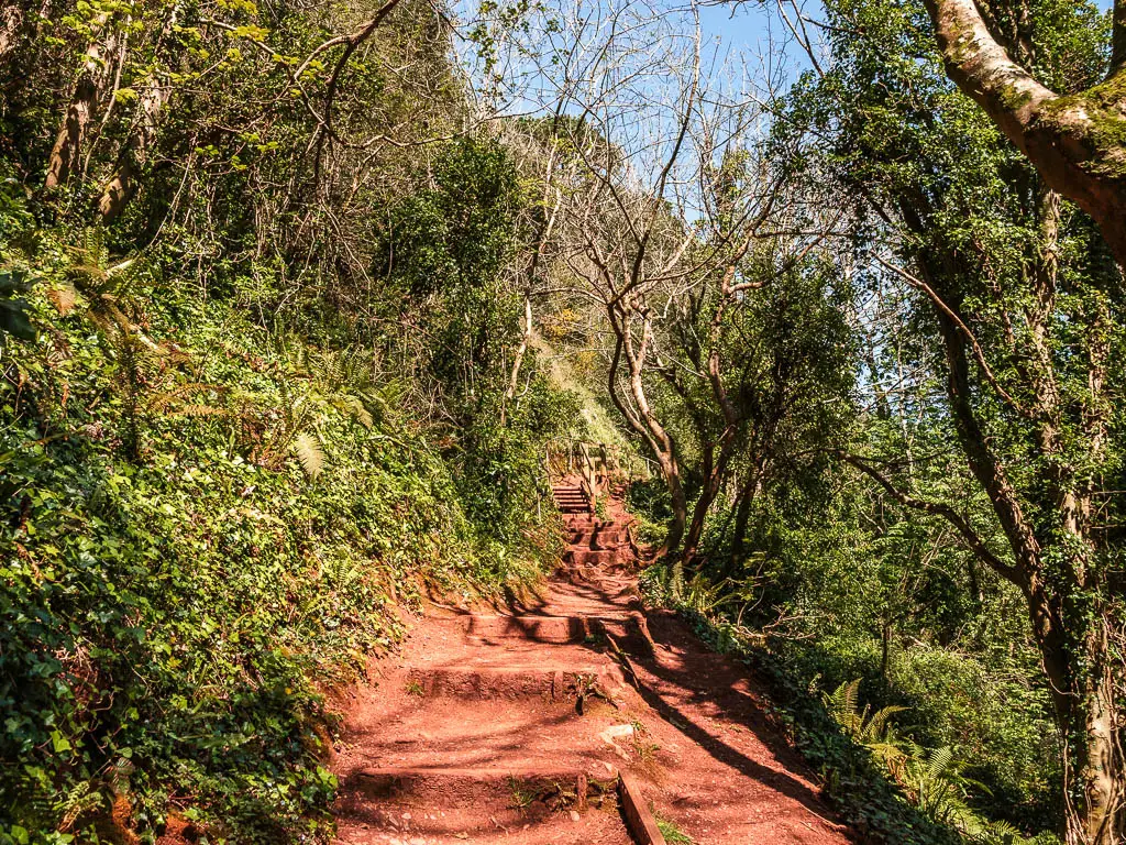 Dirt steps leading uphill through the woodland on the walk from Babbacombe to Teignmouth.