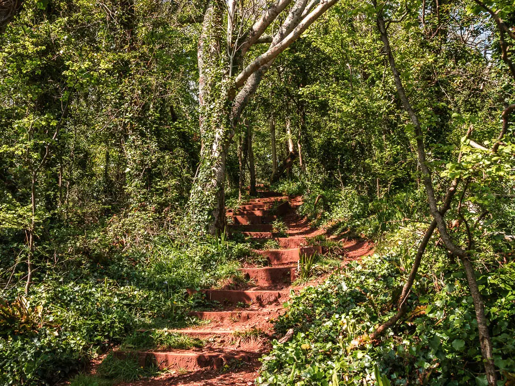 Steps leading up through the fence woodland.