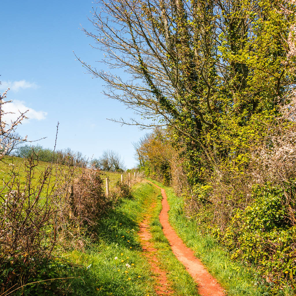 Two lines of dirt trail with a barbed wire fence and filed on the left, and bushes to the right.