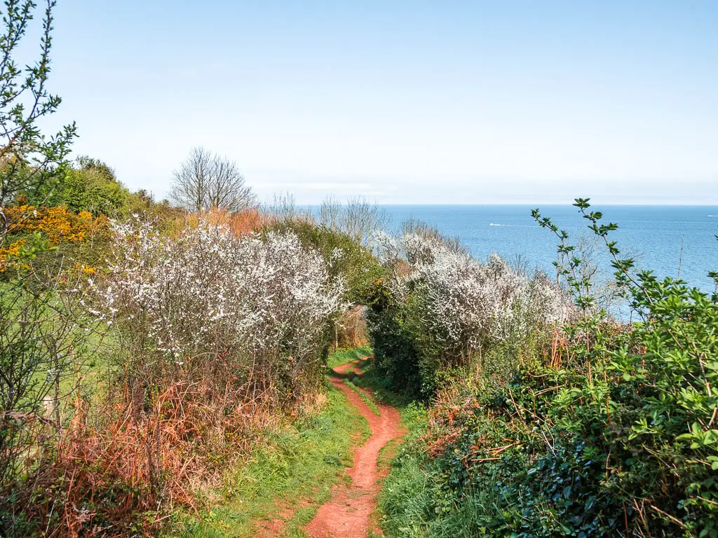 A narrow red coloured dirt path leading through the bushes with a view to the blue sea ahead, along the coastal walk from Babbacombe to Teignmouth.