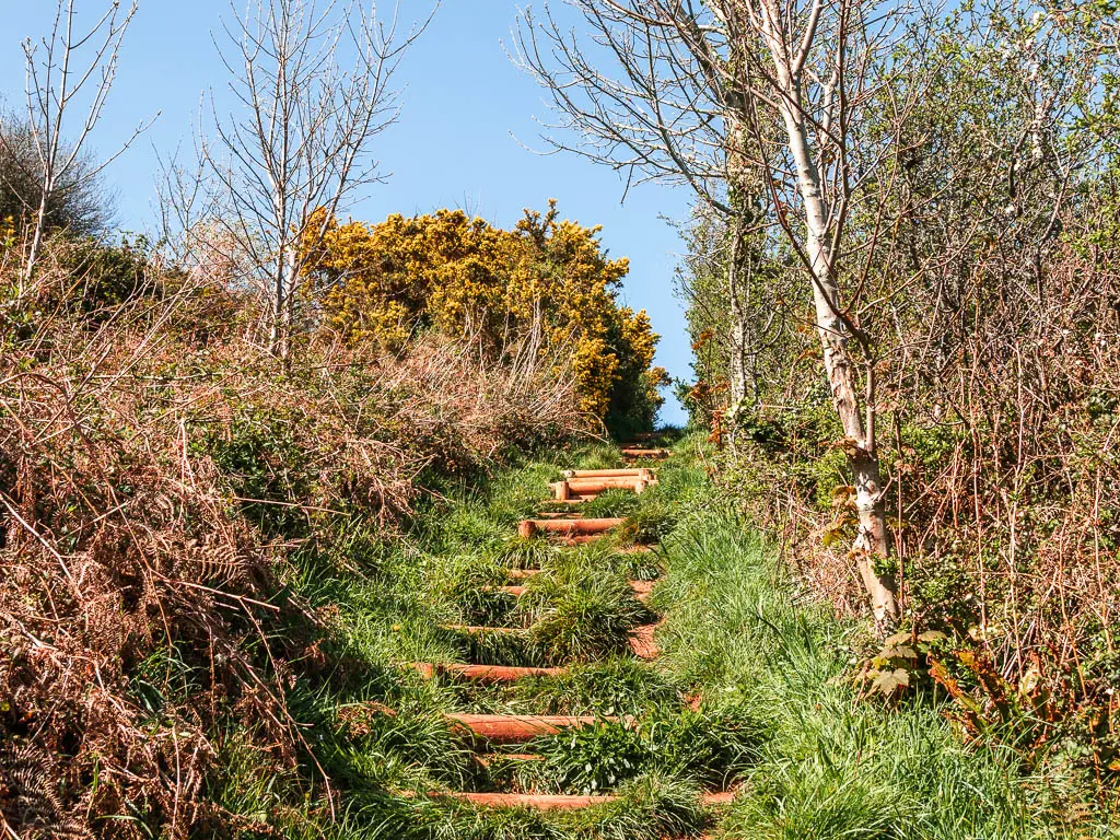 Steps leading uphill covered in grass on the coastal walk from Babbacombe to Teignmouth.