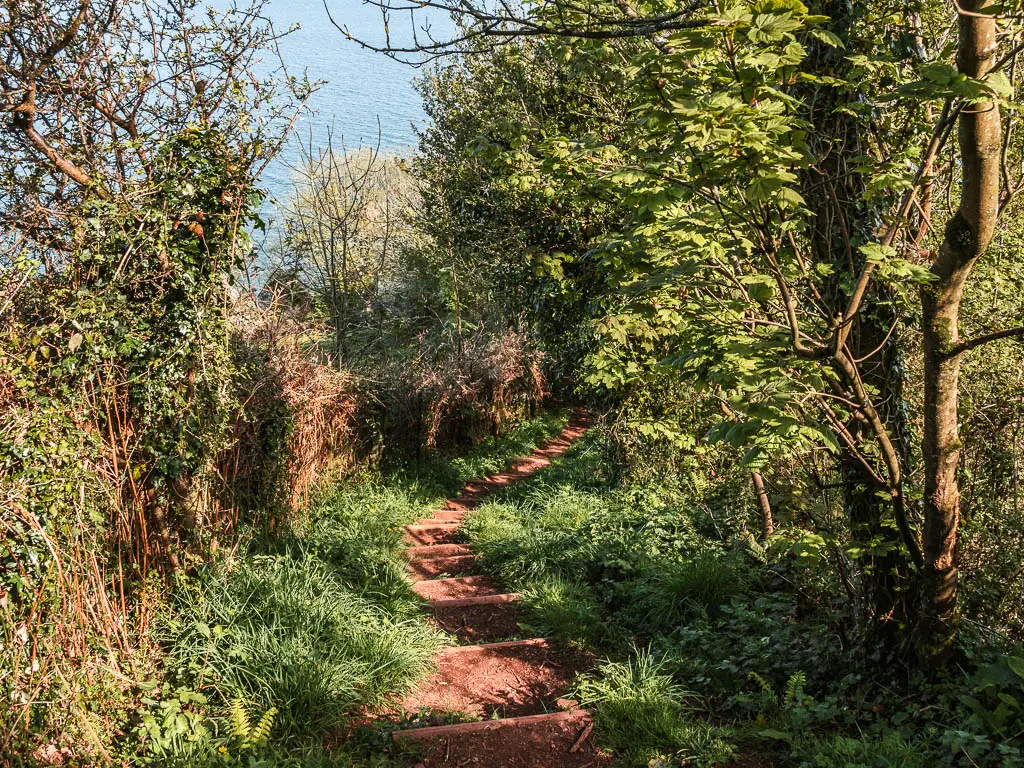 Narrow steps leading downhill, surrounded by grass and bushes and trees.