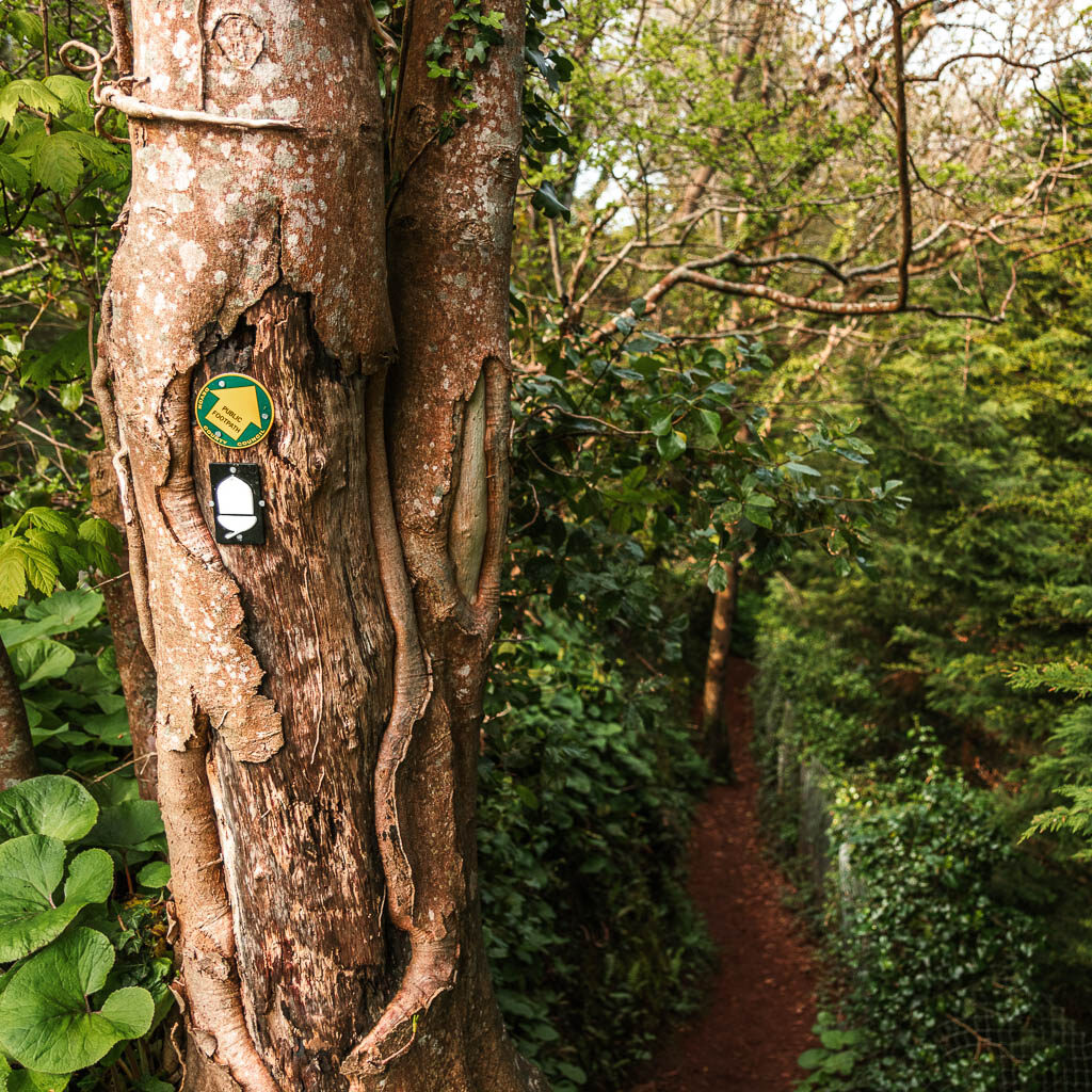 A big tree trunk on the left with a back and white acorn coast path sign on it, pointing to a trail on the right.