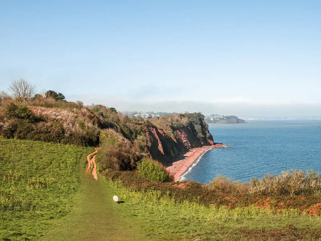 Looking down at the grass covered clifftop with a view to Ness Beach, a red sand beach towards the end of the coastal walk from Babbacombe to Teignmouth. There is a sheep walking on the grass.