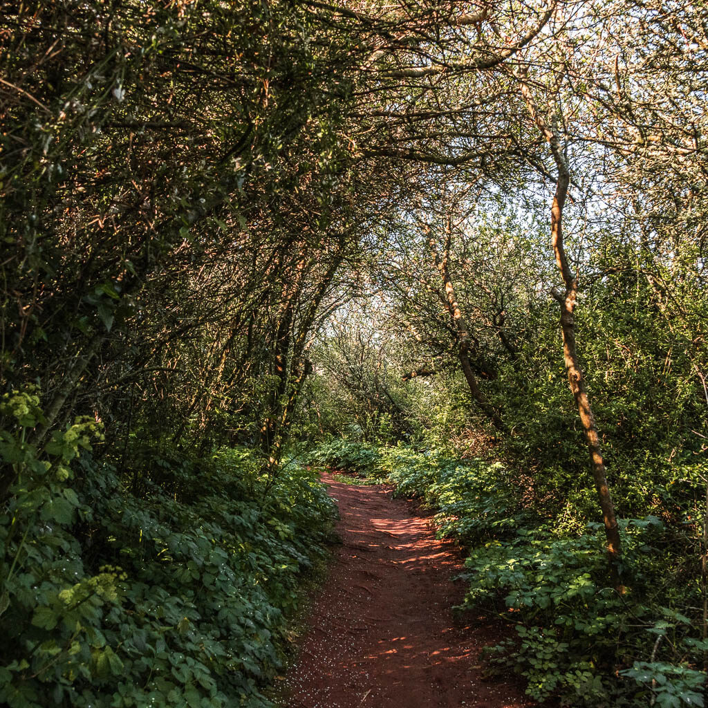 A dirt trail surround by trees and bushes. 