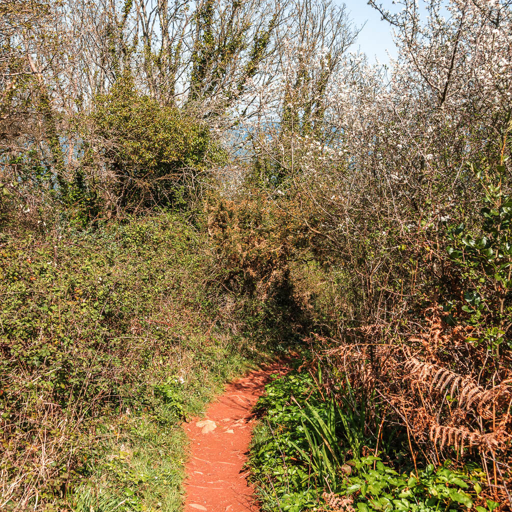 A narrow red dirt trail surround by bushes and trees.