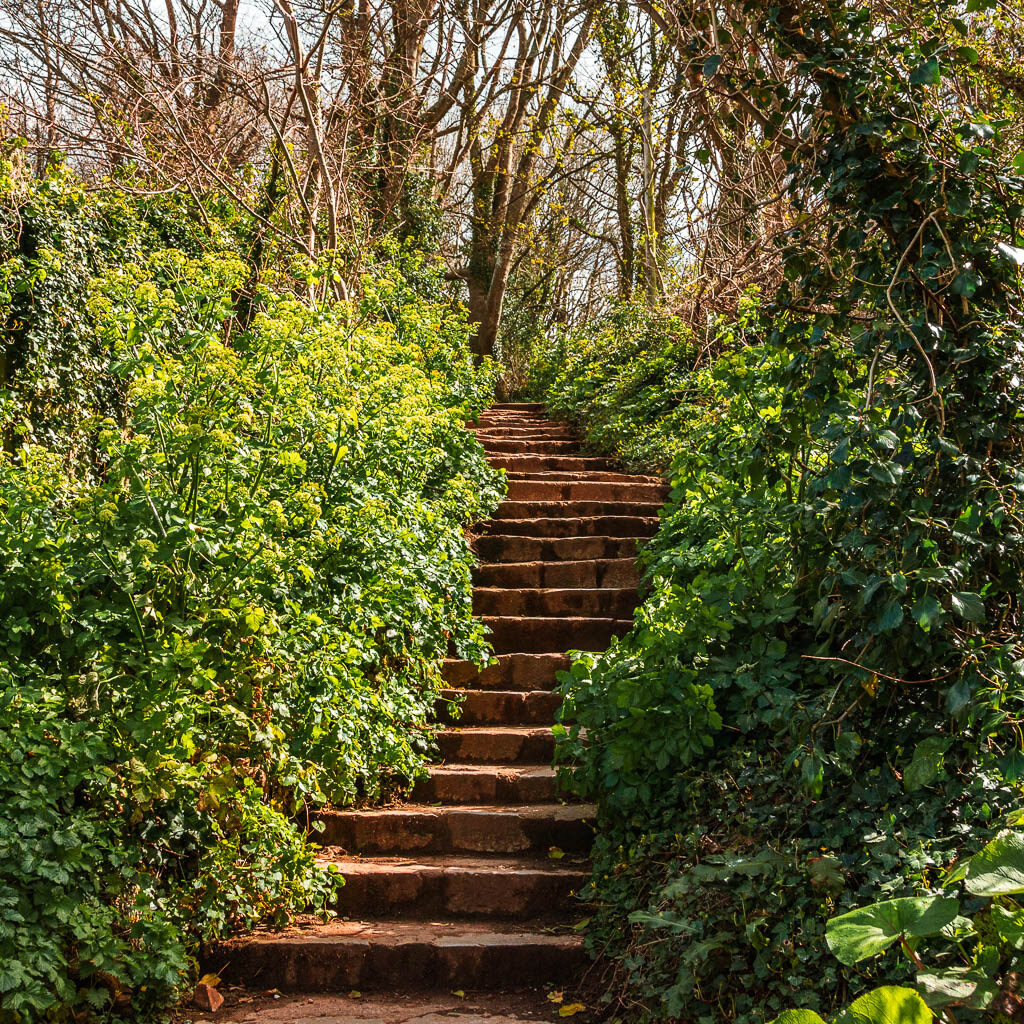 Stone steps leading uphill on the circular walk from Brixham to Berry Head. There are bushes lining the steps on both sides.