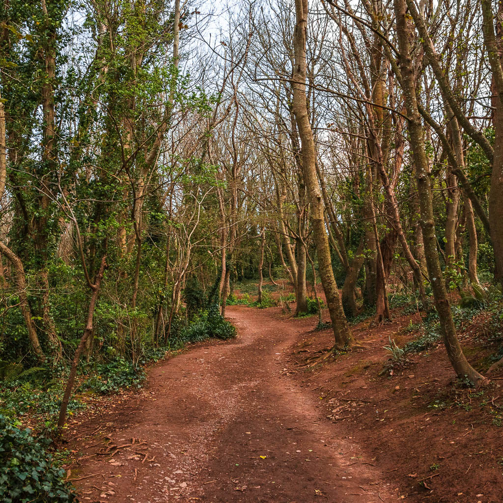 A wide dirt trail through the woodland trees.