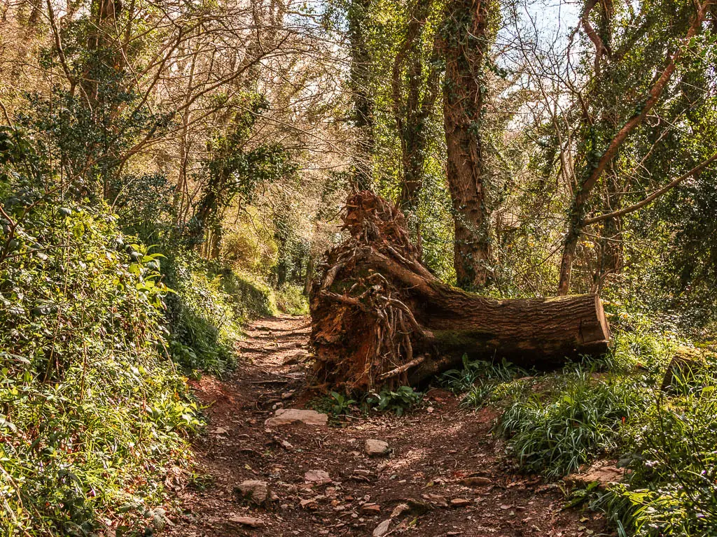 A dirt trail in the woodland with the stump of an uprooted tree laying on its side on the walk between Kingswear and Greenway.