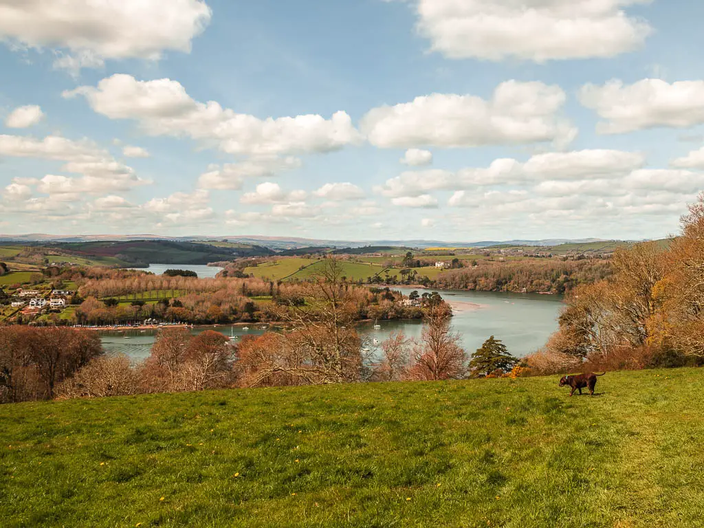 Looking down the green grass hill towards the tree tops below and the winding river dart on the Kingswear to Greenway and Dartmouth to Dittisham walk.