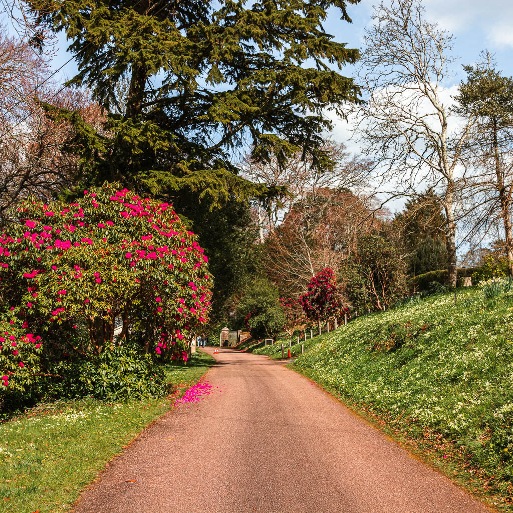 A wide path with a big bush to the left with pink flowers in Greenway in Devon.