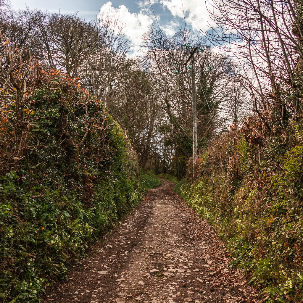 A rocky dirt trail leading uphill between the hedges. 