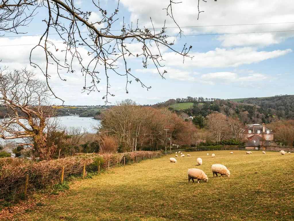 A field with a few sheep grazing, and a hedge and fence to the left and a view further down to the left of the River Dart on the Dartmouth Dittisham walk.