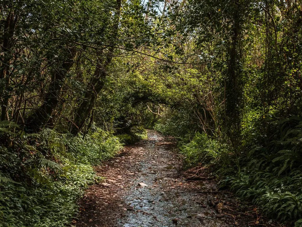 A rocky trail deep in the woods under a bush tunnel on the walk back from Dittisham to Dartmouth. There is a stream of water running down the trail.