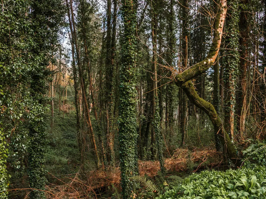 Dense forest trees covered in vine leaves along the Dartmouth Dittisham walk. 