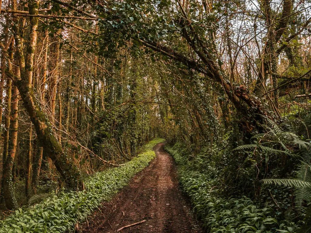 A long dirt trail through the dense woodland on the Dartmouth Dittisham walk.