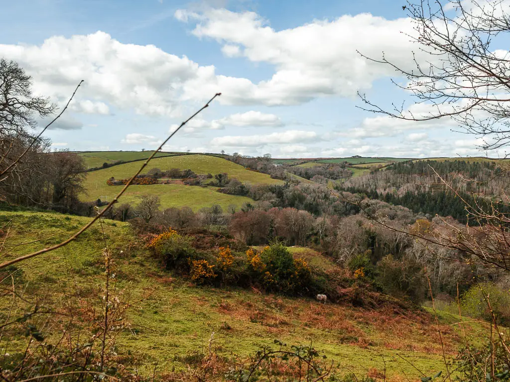 Looking across the undulating hills towards the end of the Dartmouth Dittisham walk. There are groups of bushes and trees across the hills.