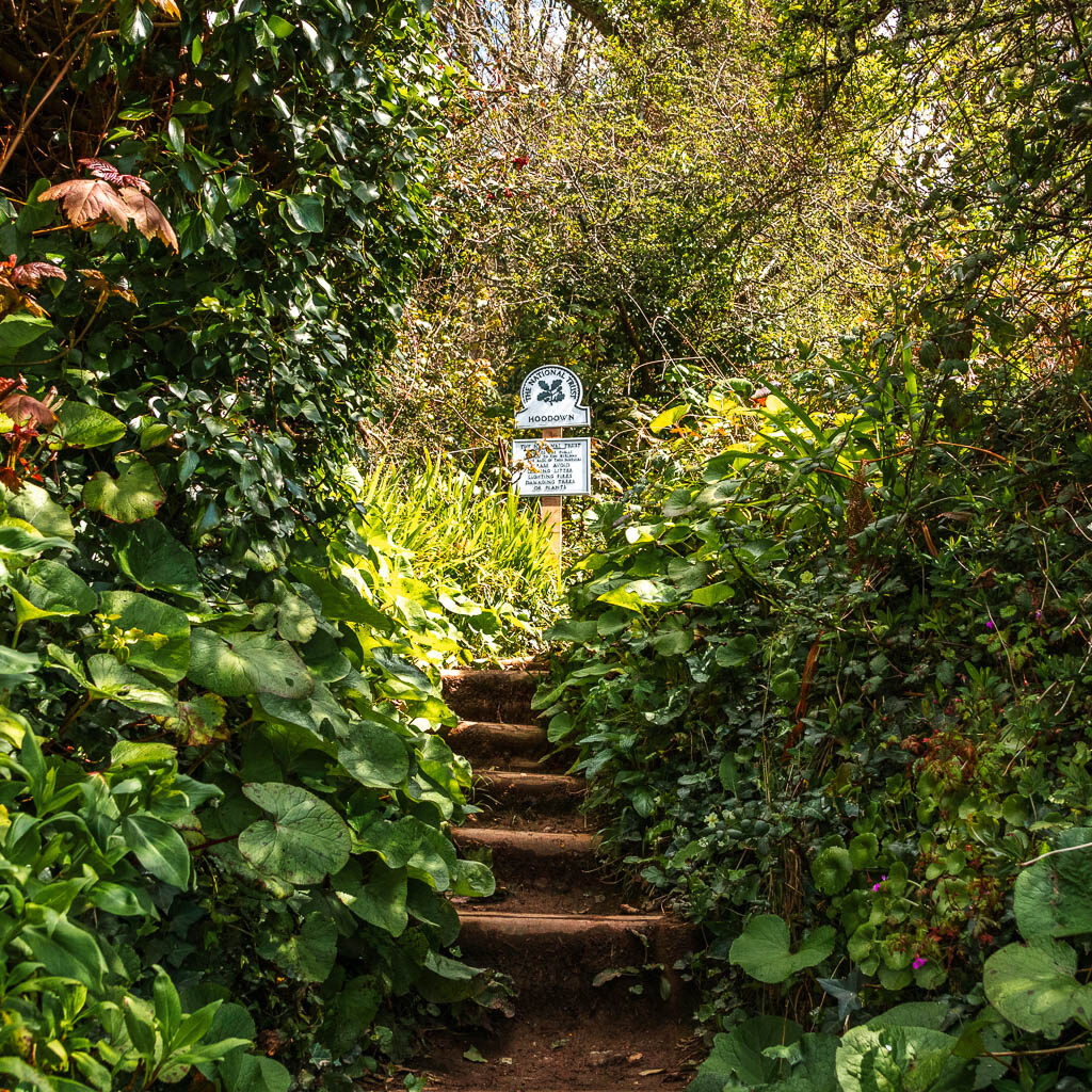 Steps lea dinging uphill between the bushes on the walk from Kingswear to Greenway.