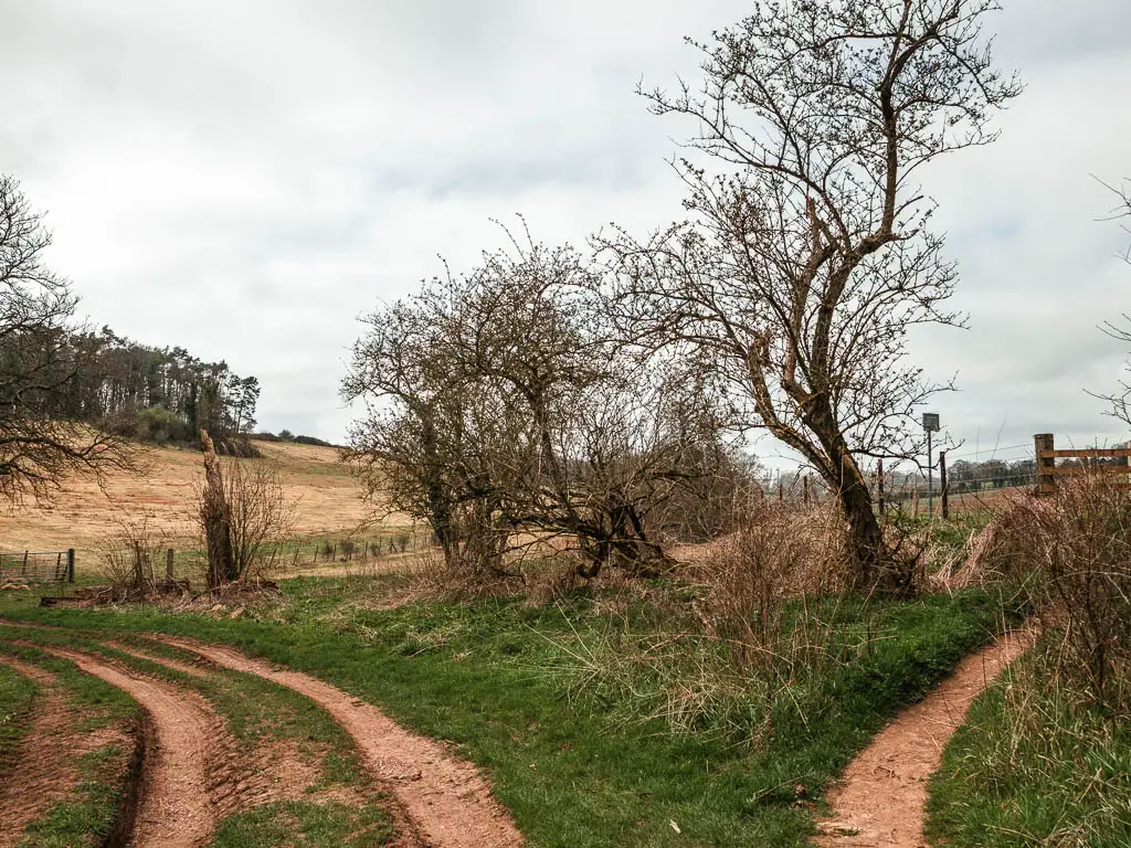 The trail as it splits to the left and right, and is separated by grass .