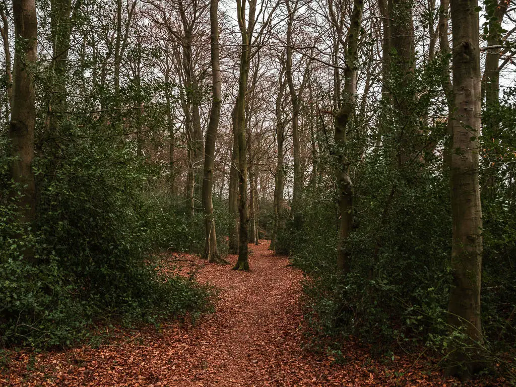 A red and orange leaf covered trail in between the bushes and trees in the woodland on the circular walk between Henley-on-Thames and Grey Court.