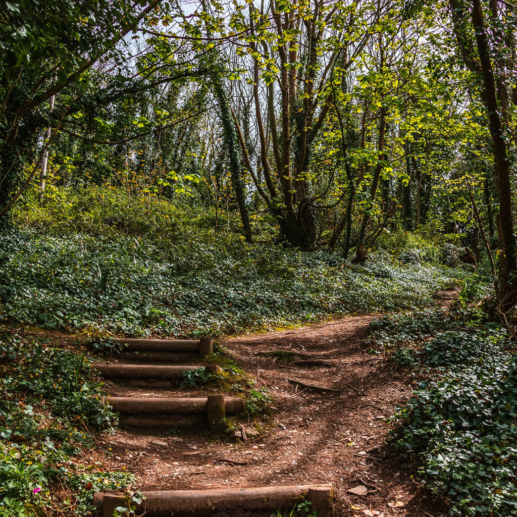 A few steps leading up hill in the woods.